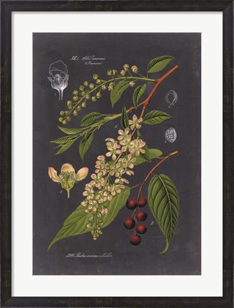 Framed Midnight Botanical II Print