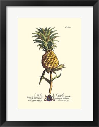 Framed Royal Botanical II Print