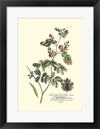 Framed Royal Botanical IV Print