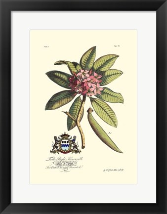 Framed Royal Botanical V Print