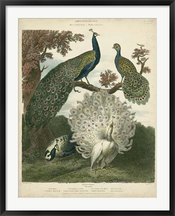 Framed Peacock Gathering Print