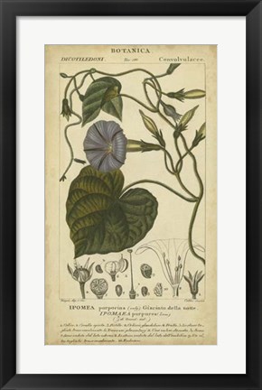 Framed Floral Botanica I Print