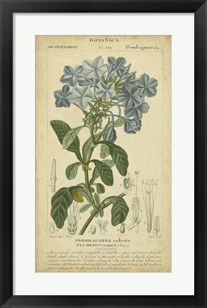 Framed Floral Botanica II Print