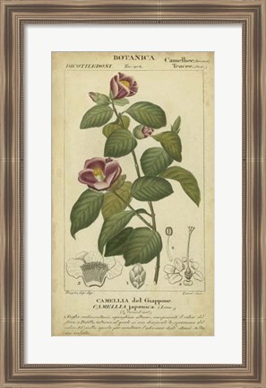Framed Floral Botanica III Print