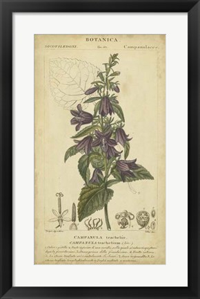 Framed Floral Botanica IV Print