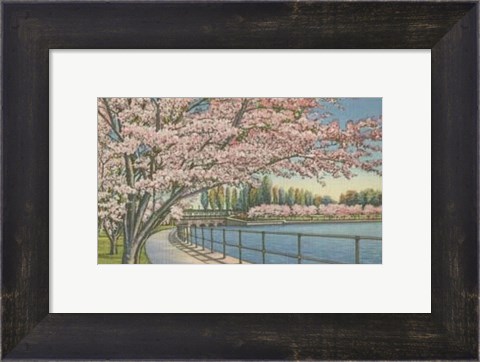 Framed Cherry Blossoms, Potomac Park Print