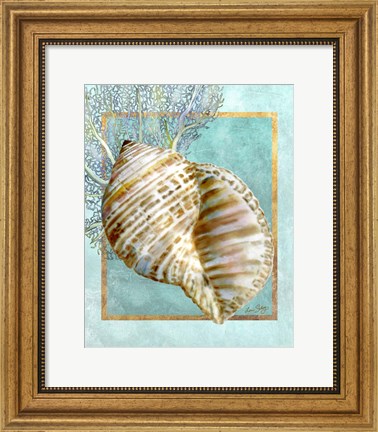 Framed Turban Shell and Coral Print