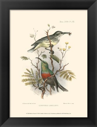 Framed Birds in Nature I Print