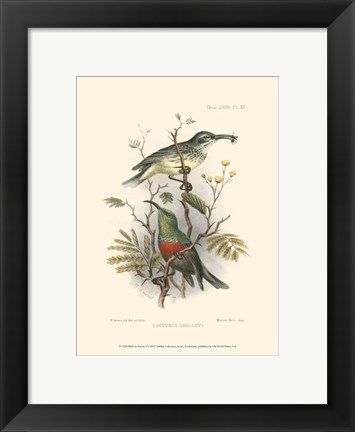 Framed Birds in Nature I Print