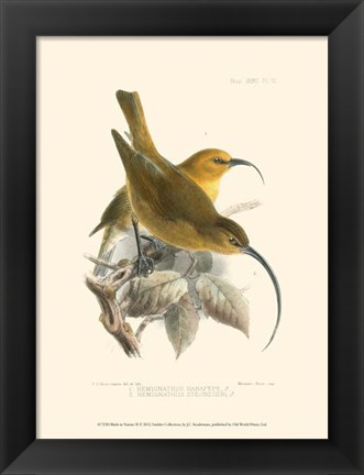 Framed Birds in Nature II Print