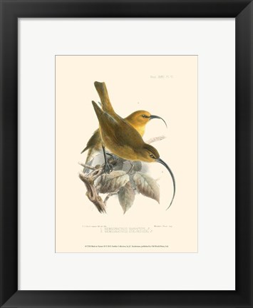 Framed Birds in Nature II Print