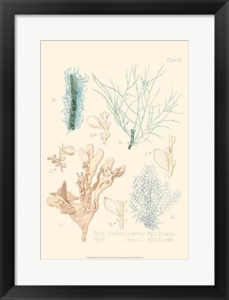 Framed Delicate Coral I Print