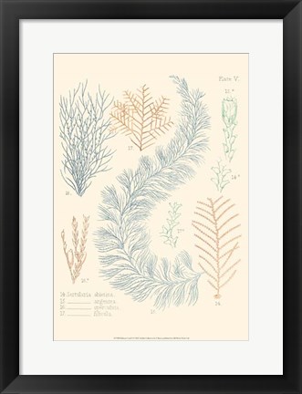 Framed Delicate Coral II Print