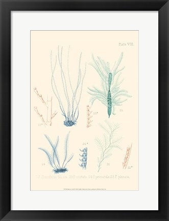 Framed Delicate Coral III Print