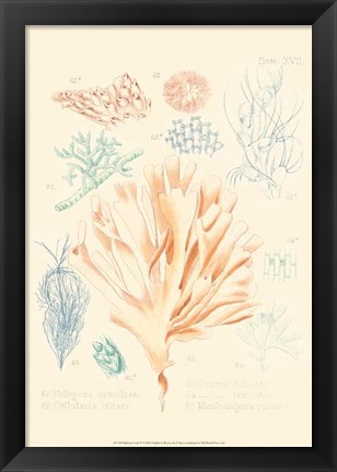 Framed Delicate Coral IV Print