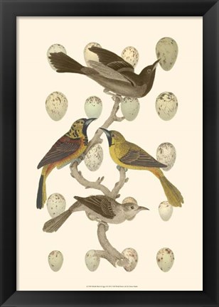 Framed British Birds and Eggs II Print