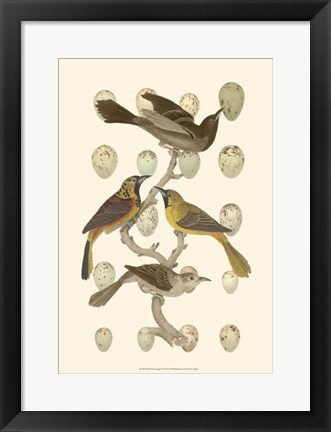 Framed British Birds and Eggs II Print