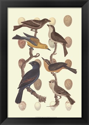 Framed British Birds and Eggs III Print