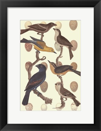 Framed British Birds and Eggs III Print