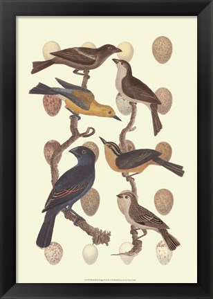 Framed British Birds and Eggs IV Print