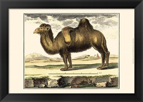 Framed Camel Print