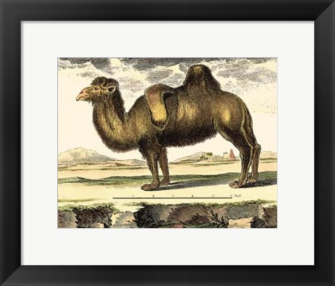 Framed Camel Print