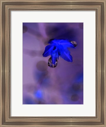 Framed Morning Rain II Print