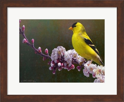 Framed Goldfinch Flowers Print