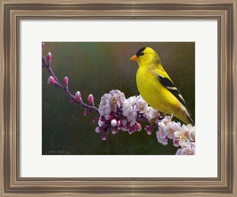 Framed Goldfinch Flowers Print