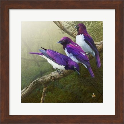 Framed African Starlings Print