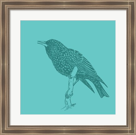 Framed Starling Print