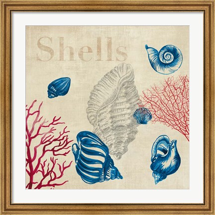 Framed Shell Study Print