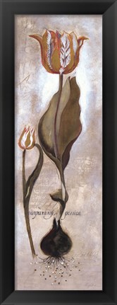 Framed Tulipa Violoncello V Print