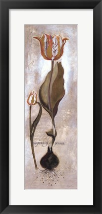 Framed Tulipa Violoncello V Print