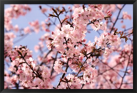 Framed Blossom Haze Print