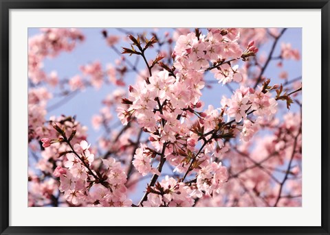 Framed Blossom Haze Print