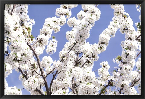 Framed Blossom Sky Print