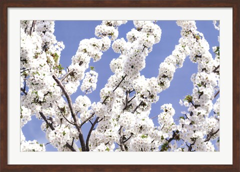 Framed Blossom Sky Print