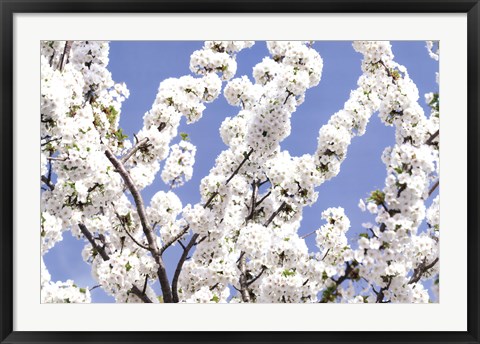 Framed Blossom Sky Print