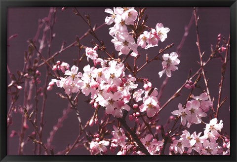 Framed Spring Blossom - Purple Print