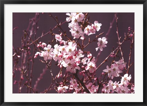 Framed Spring Blossom - Purple Print