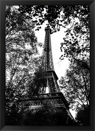 Framed Paris Trees Print