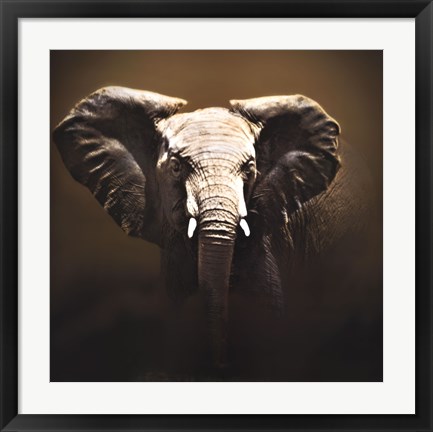 Framed On Safari Print