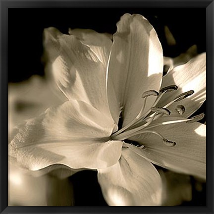 Framed Lily Glow II Print