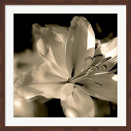 Framed Lily Glow II Print