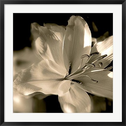 Framed Lily Glow II Print