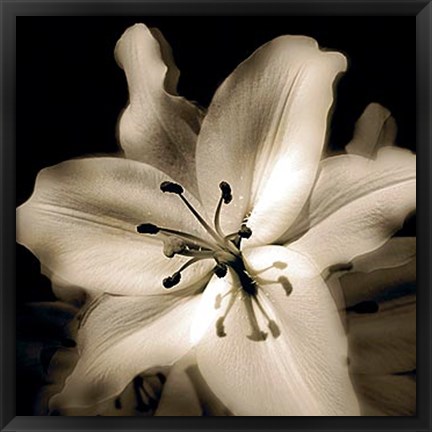 Framed Lily Glow IV Print