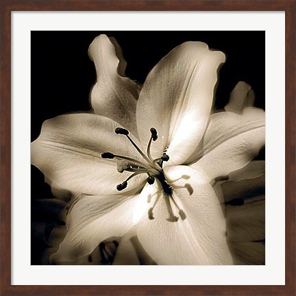 Framed Lily Glow IV Print