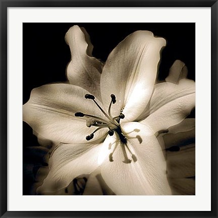 Framed Lily Glow IV Print