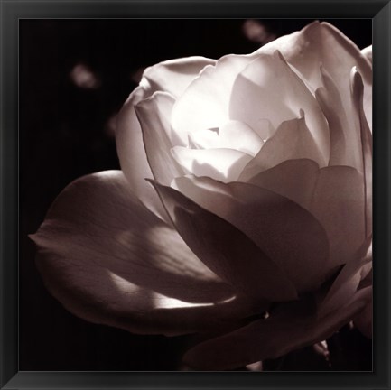 Framed White Rose II Print